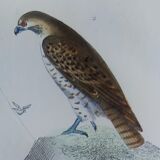 Original Ornithological Plate "Sacred Falcon - Hobby - &c..." Buffon 1836