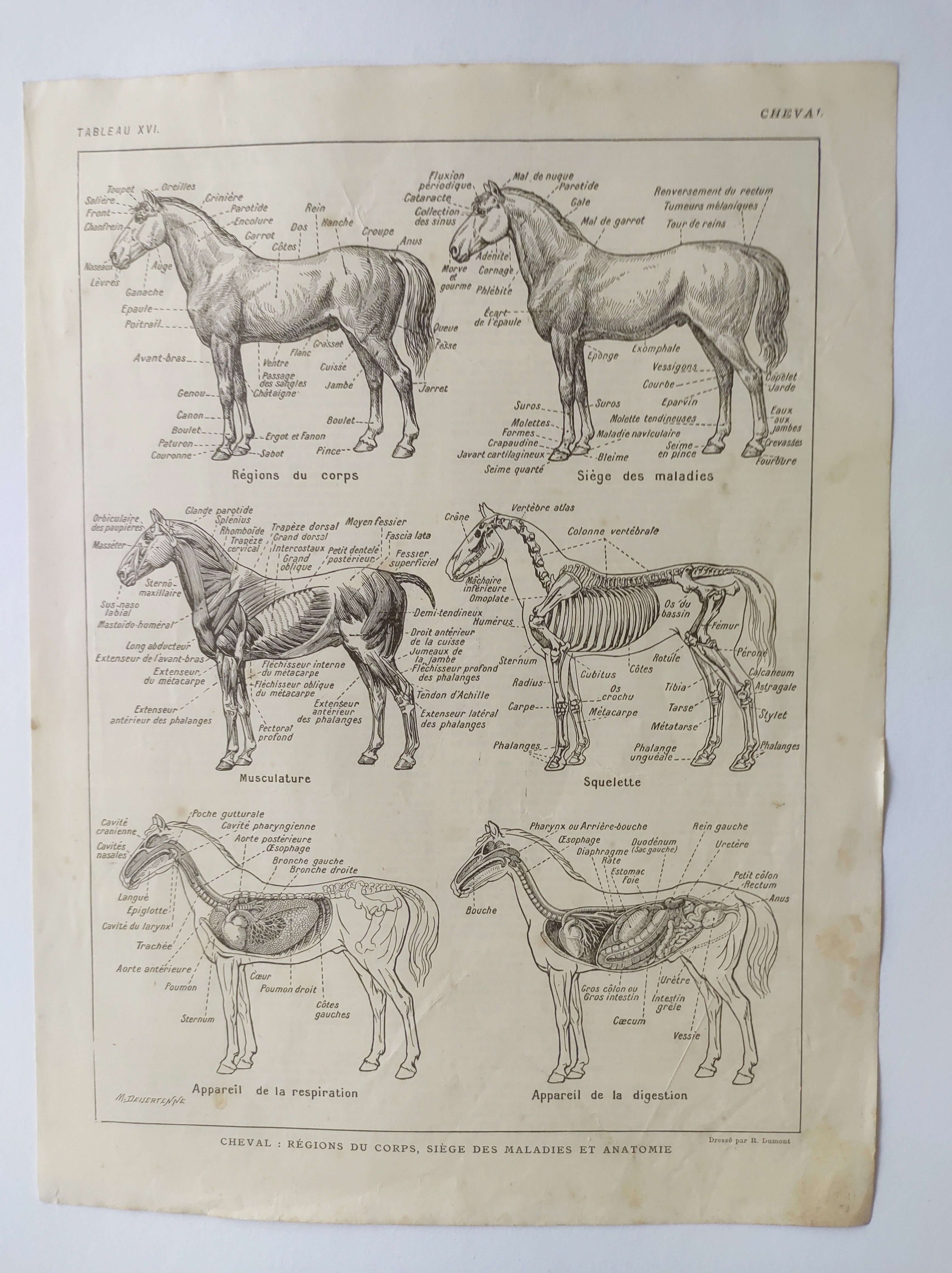 Gravure ancienne • Cheval • Affiche originale de 1922
