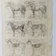 Gravure ancienne • Cheval • Affiche originale de 1922