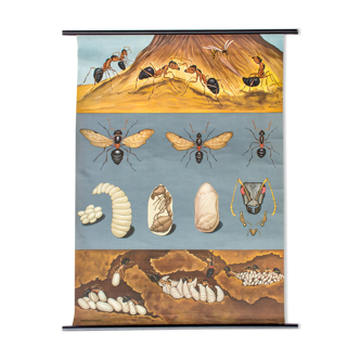 Affiche pédagogique fourmis, 1969