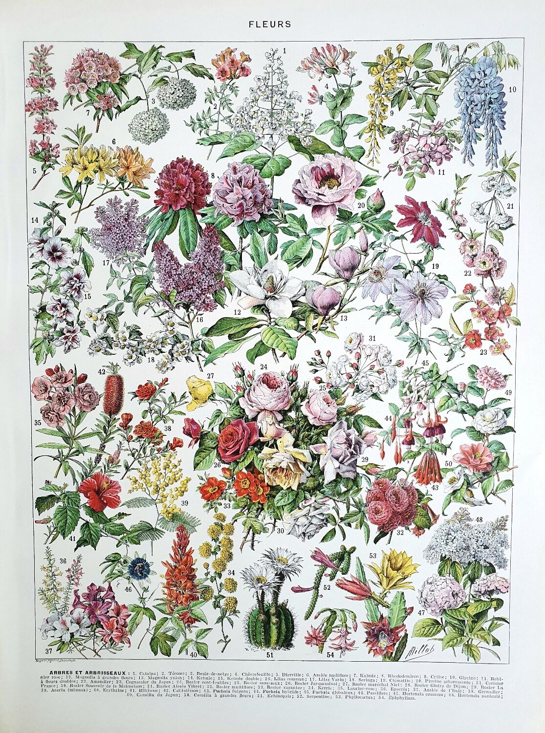 Duo de planches botaniques fleurs
