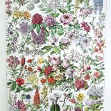 Duo de planches botaniques fleurs
