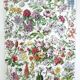 Duo de planches botaniques fleurs