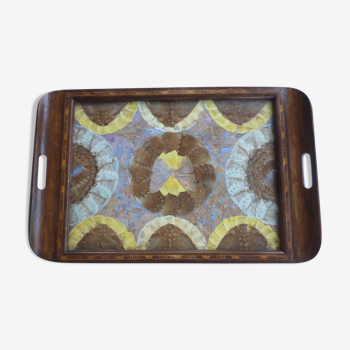 Butterfly wing top and wood marquetry