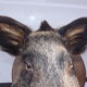 Hunting boar's head trophy