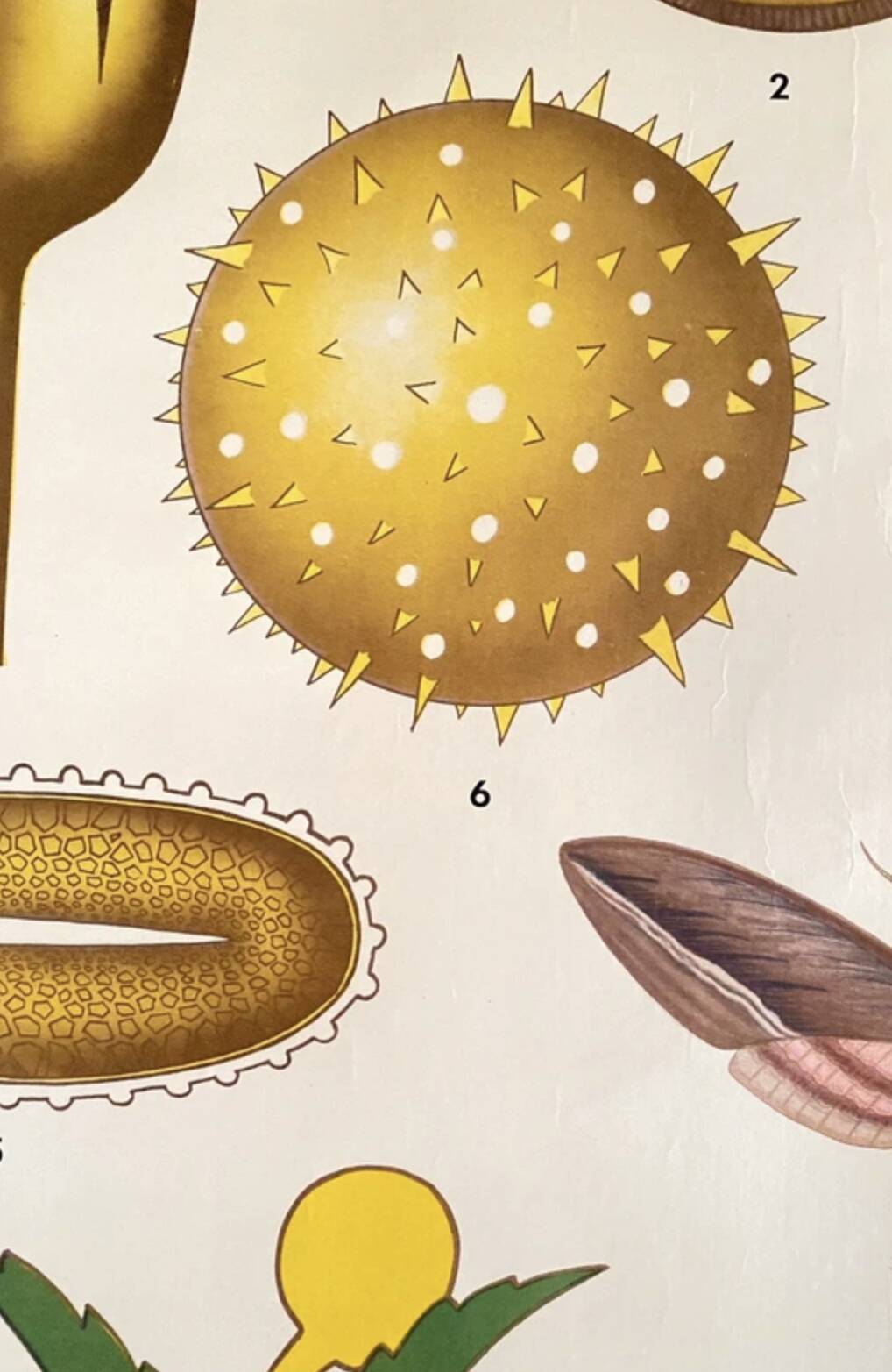 Botanical Poster: Pollination and Fertilisation