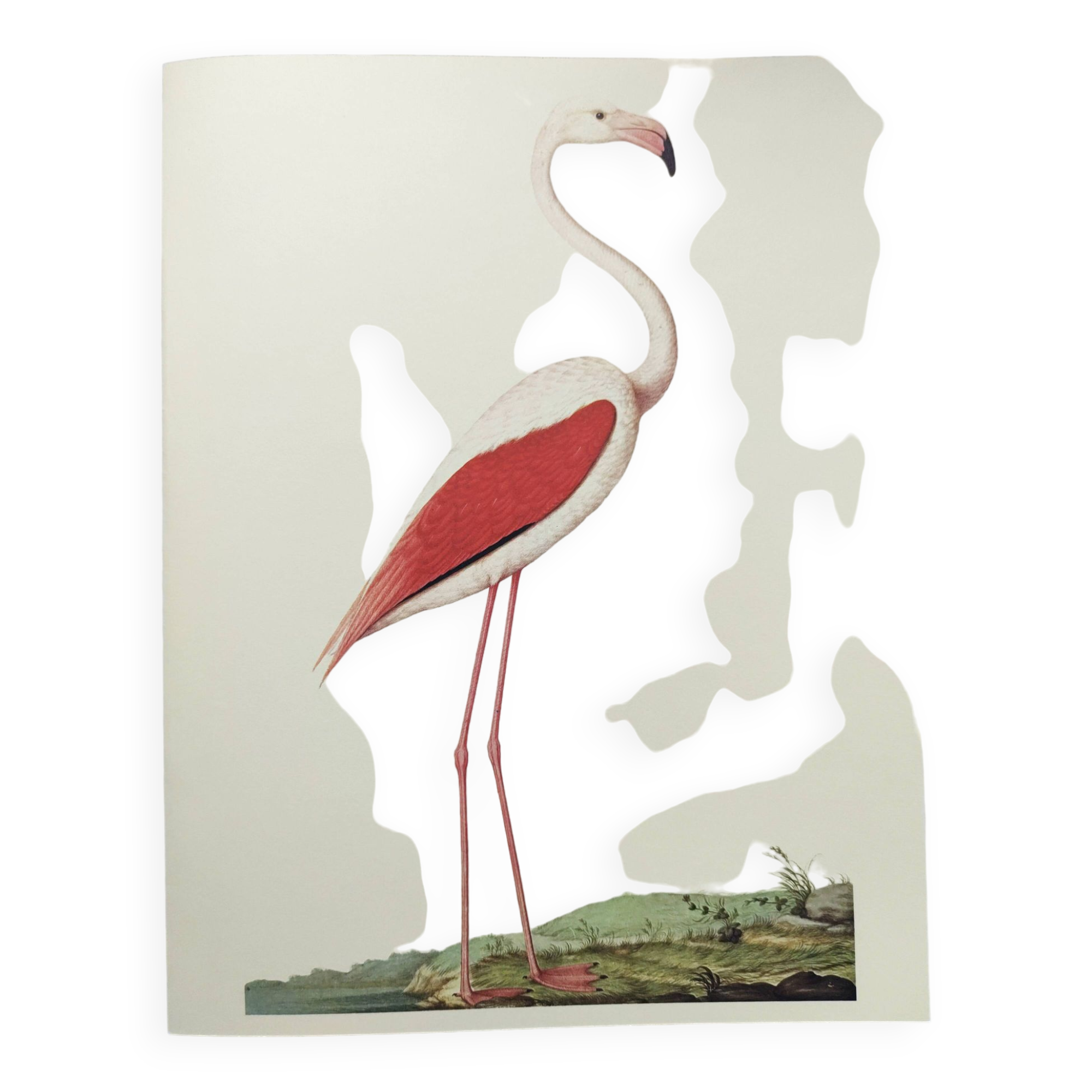 Old board - Pink flamingo - Vintage zoological and ornithological illustration - Bird