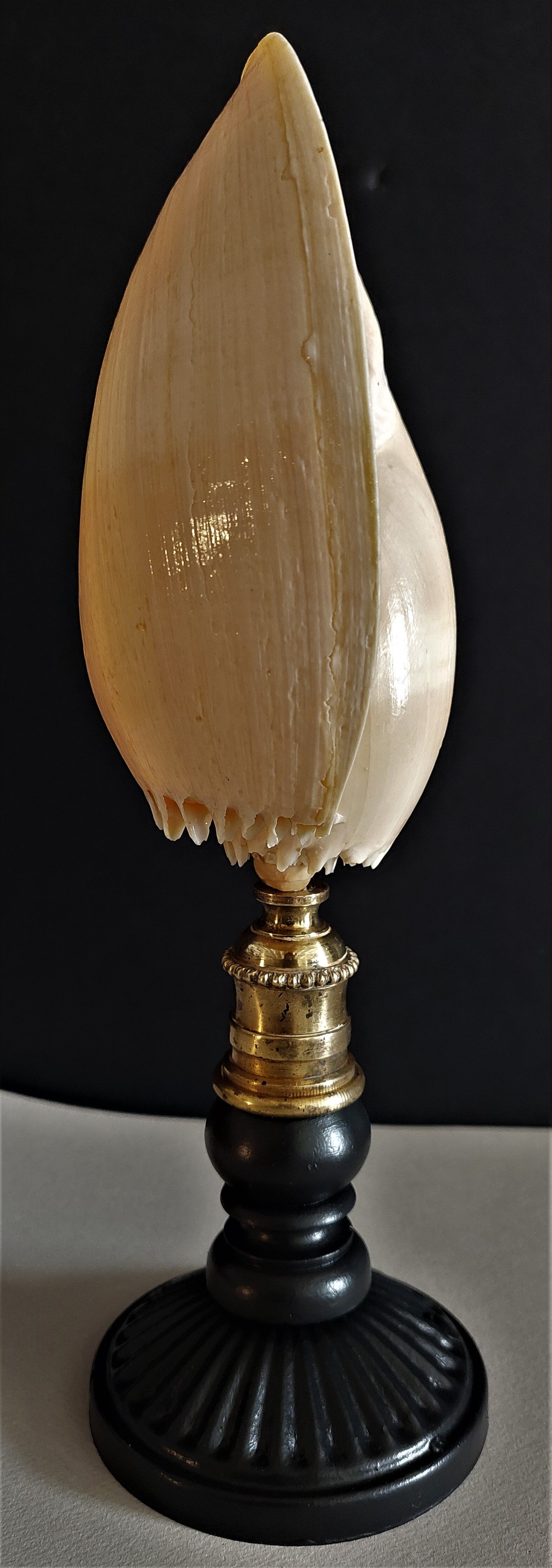 Cabinet of Curiosities shell melo broderipii on base