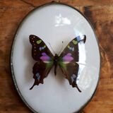 Papillon naturalisé encadré