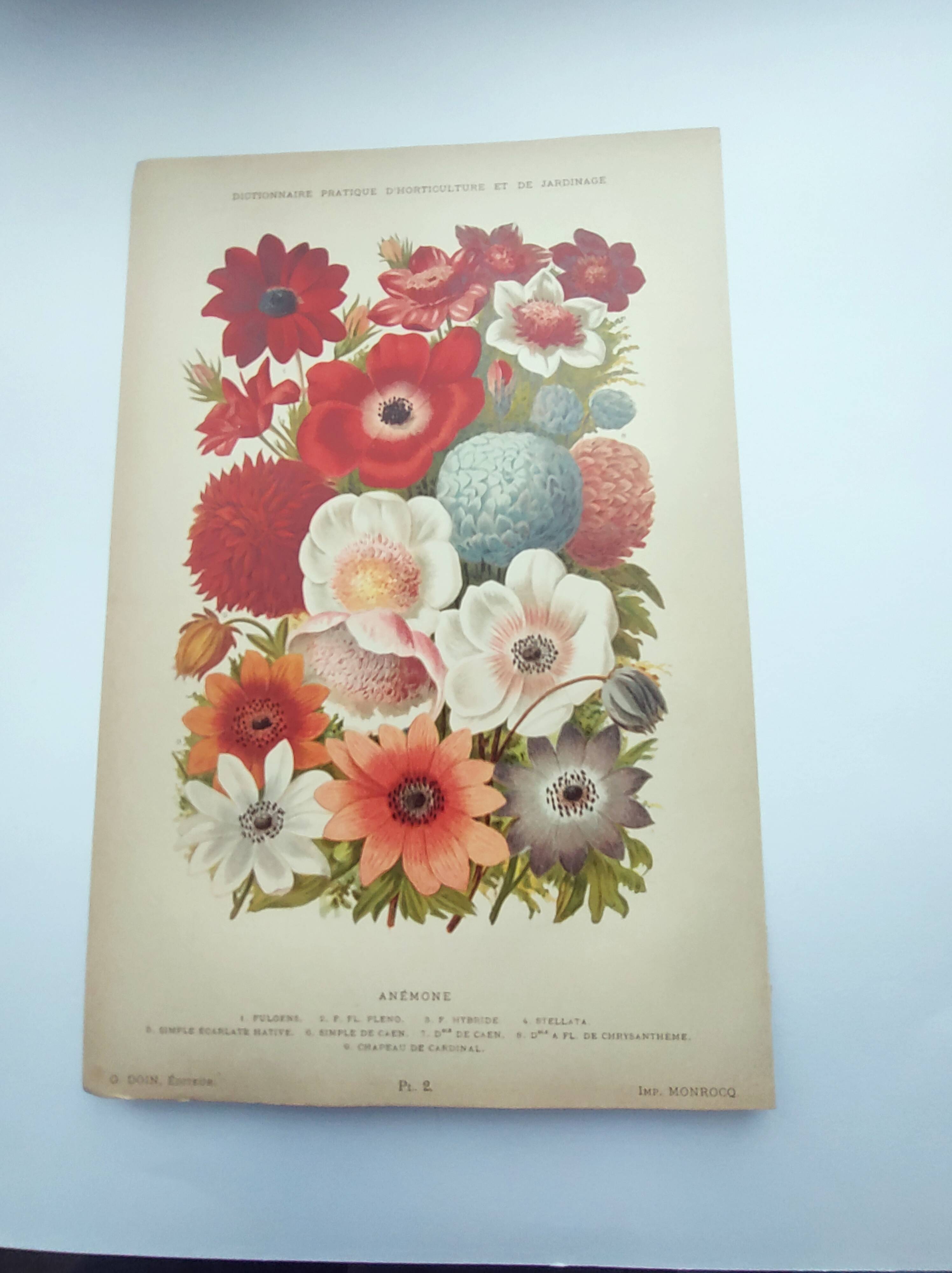 Botanical engraving from 1897 by A.Lefevre - Columbine - Old plate. Flower lithograph