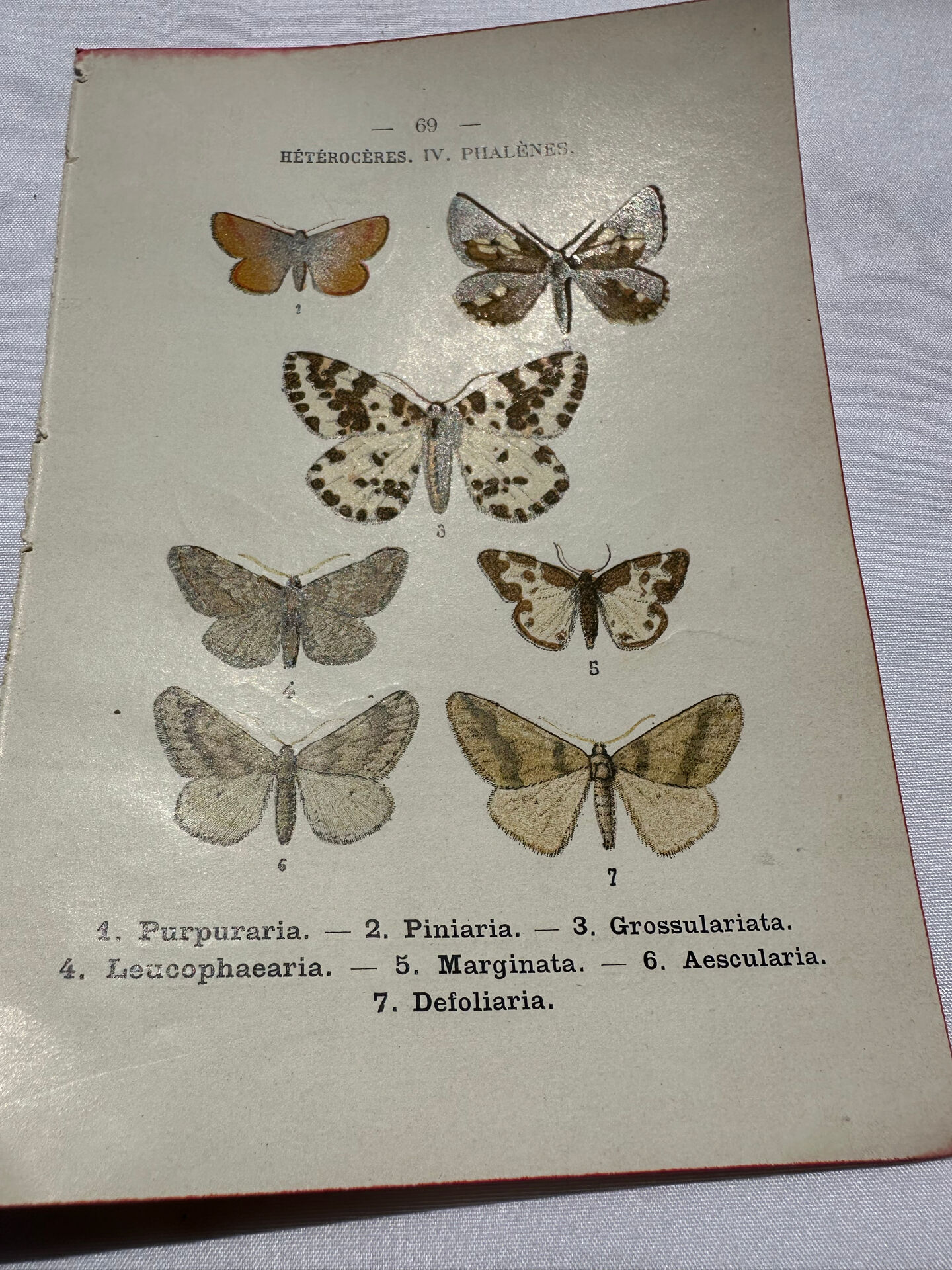 Gravure botanique papillons double face planche naturaliste Eau forte