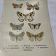 Gravure botanique papillons double face planche naturaliste Eau forte