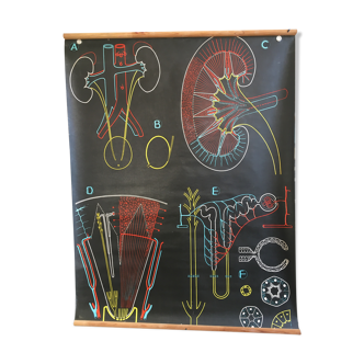 Anatomical poster of the kidney