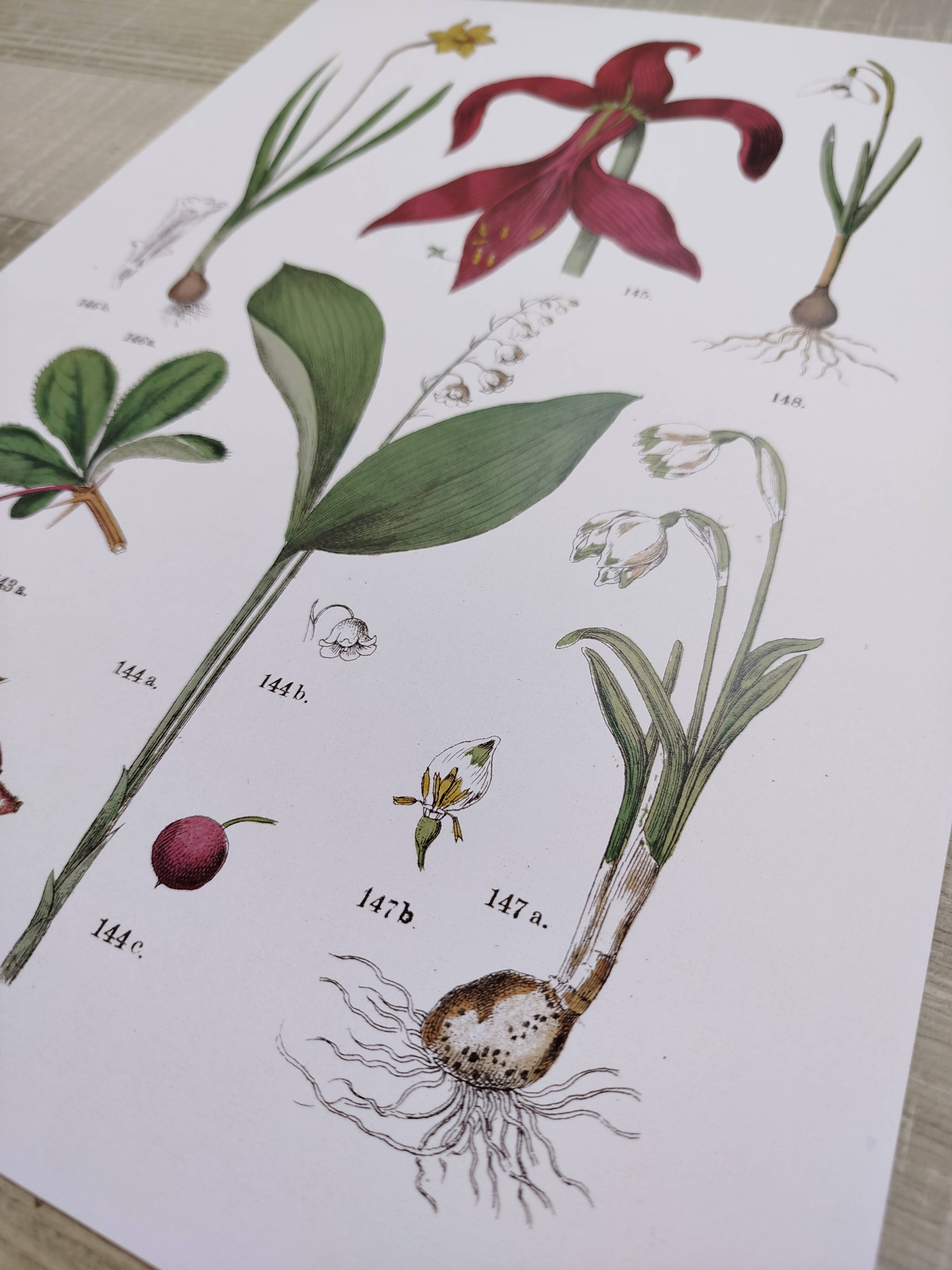 Plant poster based on an 1881 engraving "Narcissus"