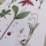 Affiche sur les plantes d'après une gravure de 1881 "narcisse"