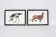Lot de 2 chimère encadrées lithographie gravure animal
