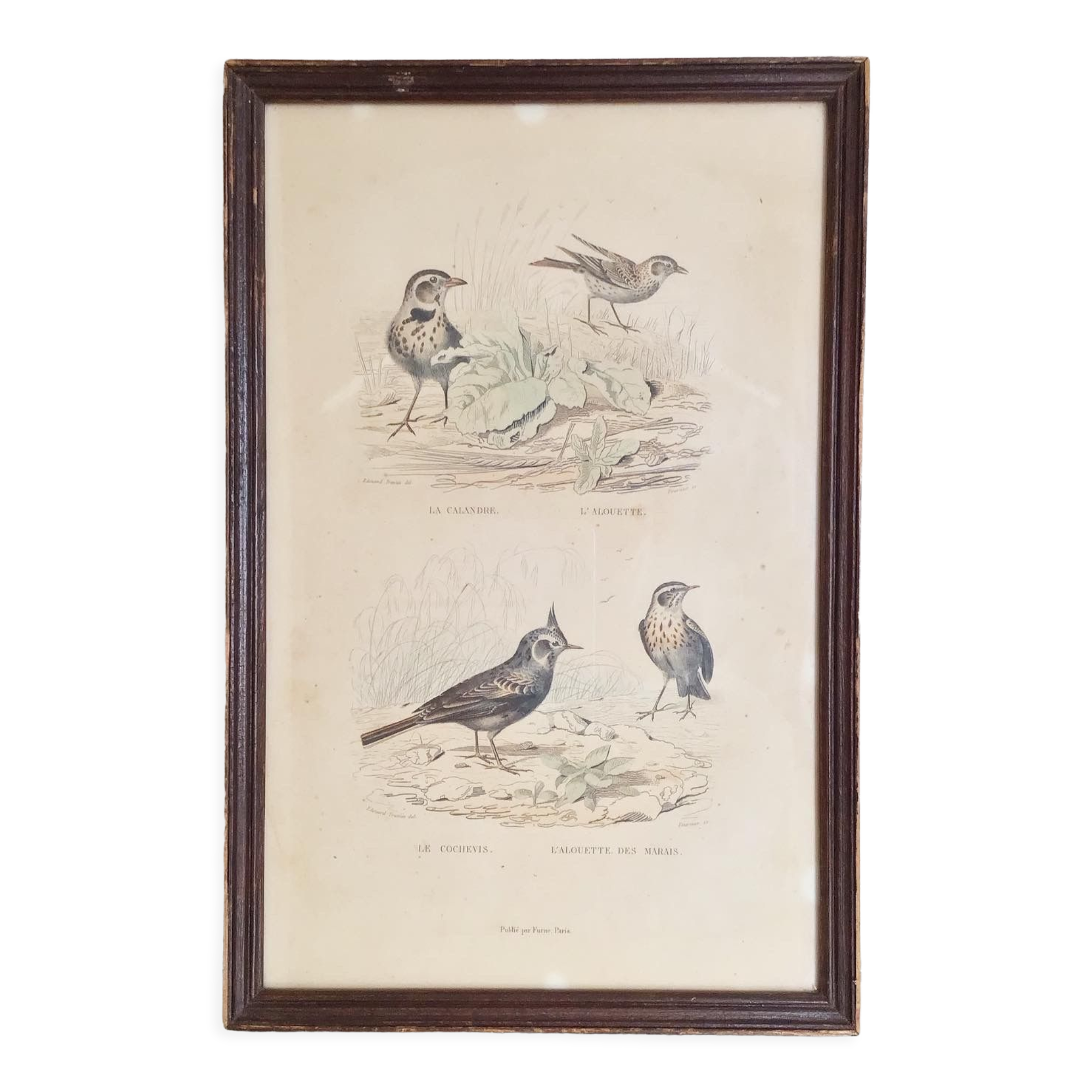 Vintage bird lithograph frame