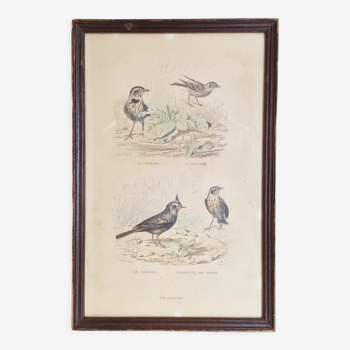 Cadre lithographie oiseaux vintage