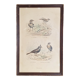 Cadre lithographie oiseaux vintage