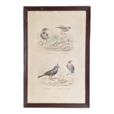 Cadre lithographie oiseaux vintage