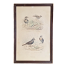 Cadre lithographie oiseaux vintage