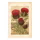 Botanical engraving from 1889 - Thistle by Lefevre. Floral nature lithograph.