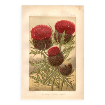 Botanical engraving from 1889 - Thistle by Lefevre. Floral nature lithograph.