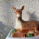 Terrine ceramic doe glazed vintage slurry Michel caugant