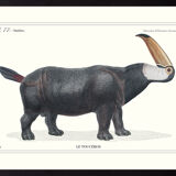 Lithograph engraving animal chimera - touceros