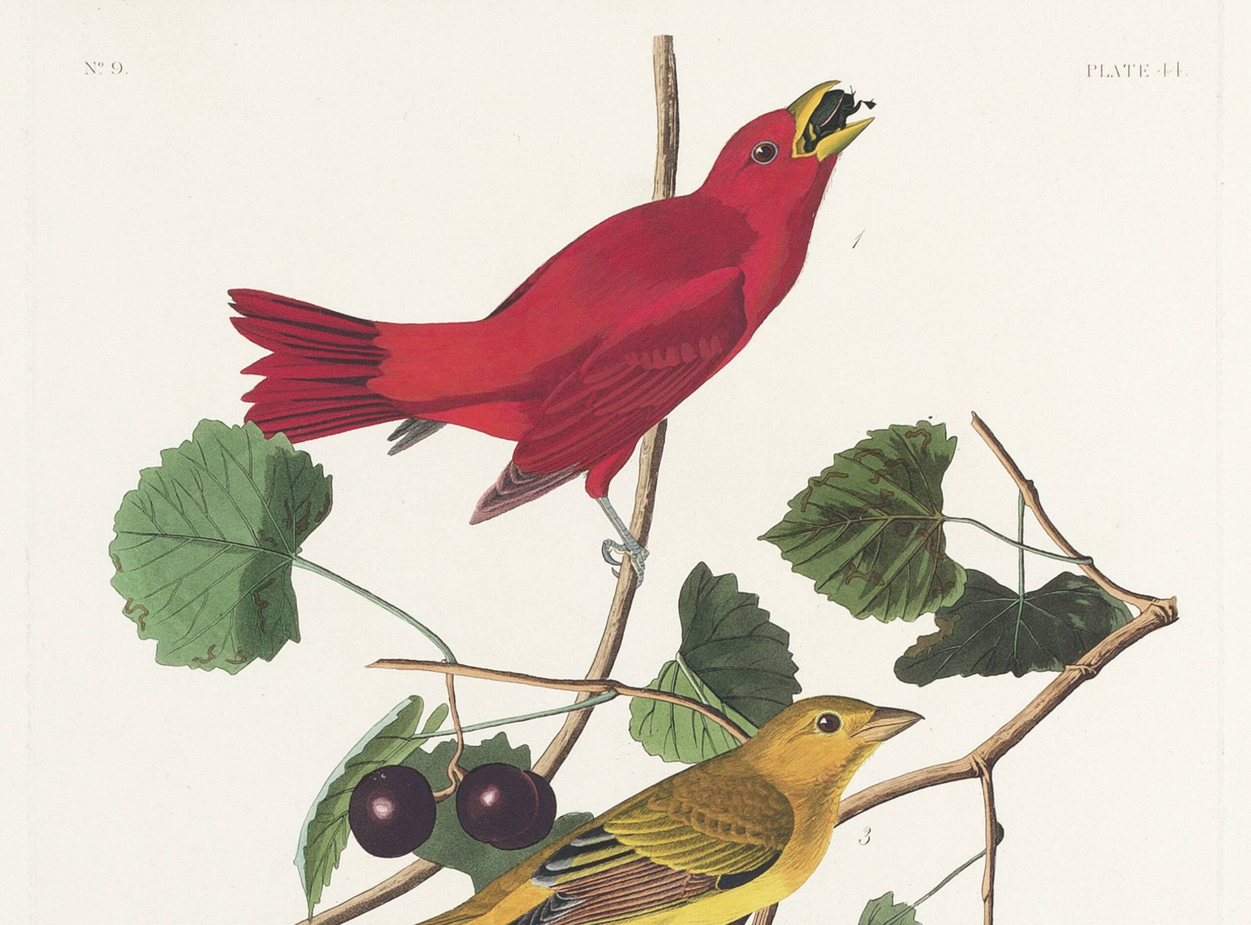 Poster about the Scarlet Tanager, based on an old engraving from 1827.