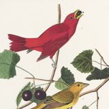 Poster about the Scarlet Tanager, based on an old engraving from 1827.