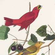 Affiche sur le Tangara écarlate, d’après une gravure ancienne de 1827.