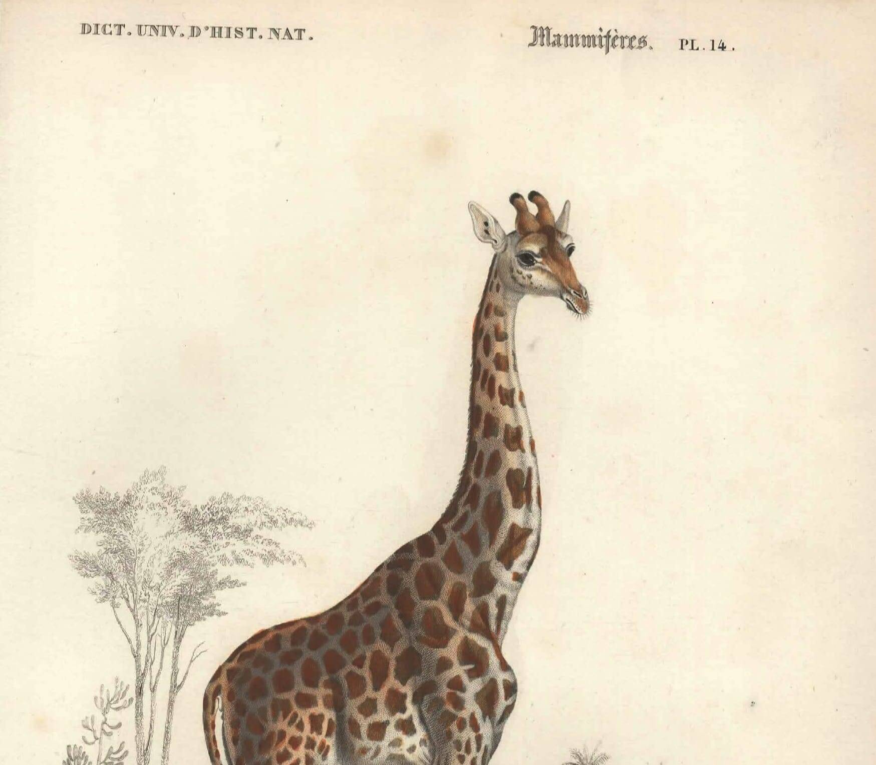 Gravure ancienne 1849 - Girafe par Annedouche
