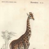 Gravure ancienne 1849 - Girafe par Annedouche