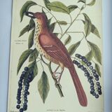Antique bird illustration - Ruddy Thrush - Zoological engraving by Seligmann & Catesby from 1973