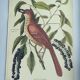 Antique bird illustration - Ruddy Thrush - Zoological engraving by Seligmann & Catesby from 1973