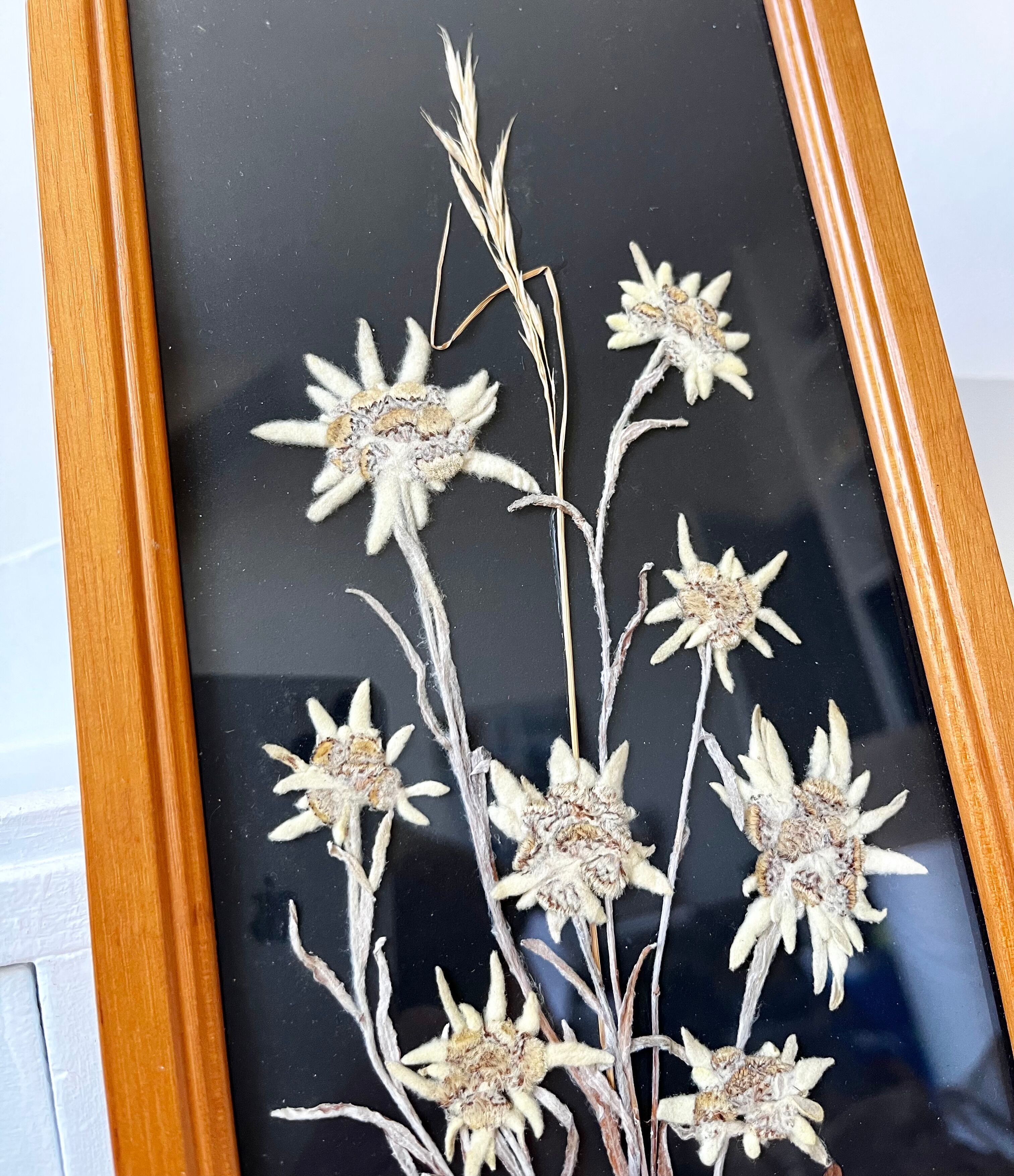 Vintage mountain edelweiss flower herbarium frame