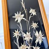Vintage mountain edelweiss flower herbarium frame