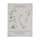 Botanical plank herbal tea of catarrh