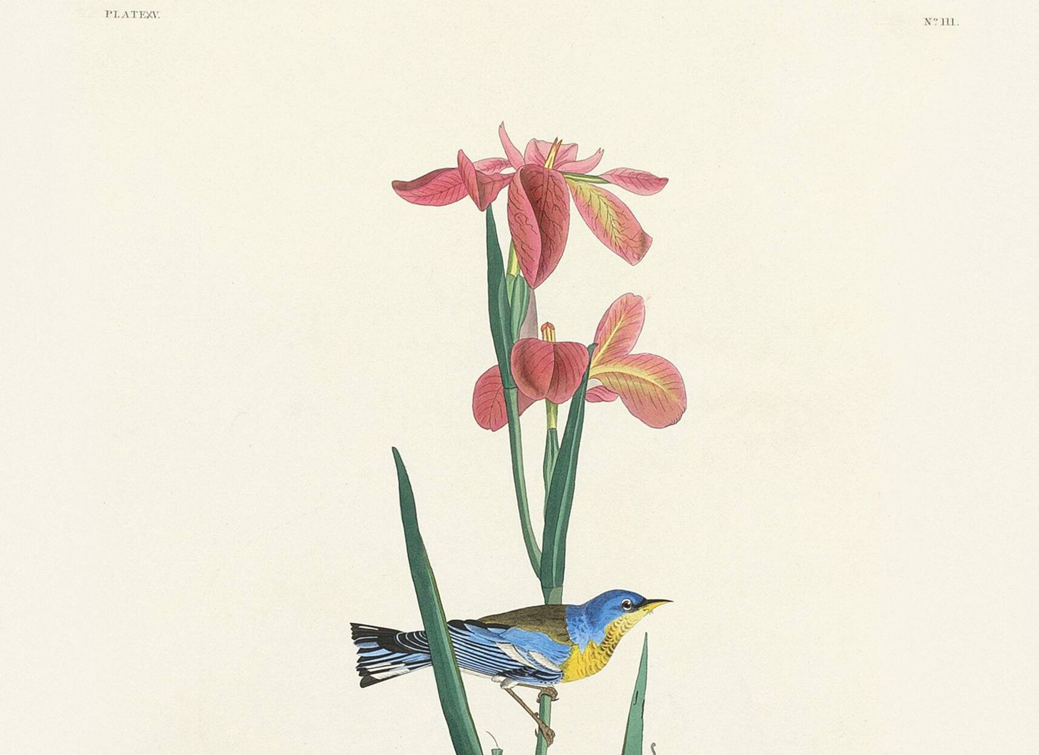 Affiche sur la Paruline azurée, d’après une gravure ancienne de 1827.