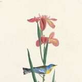 Poster about the Azure Warbler, after an old engraving from 1827.