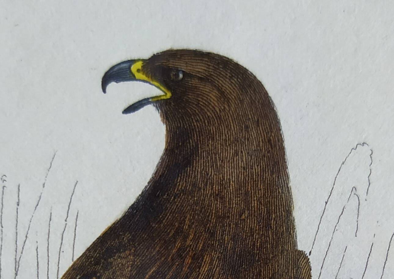 Ornithological Plate Buffon 1840 "Large Eagle & Small Eagle"