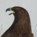 Ornithological Plate Buffon 1840 "Great Eagle & Little Eagle"