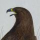 Ornithological Plate Buffon 1840 "Large Eagle & Small Eagle"