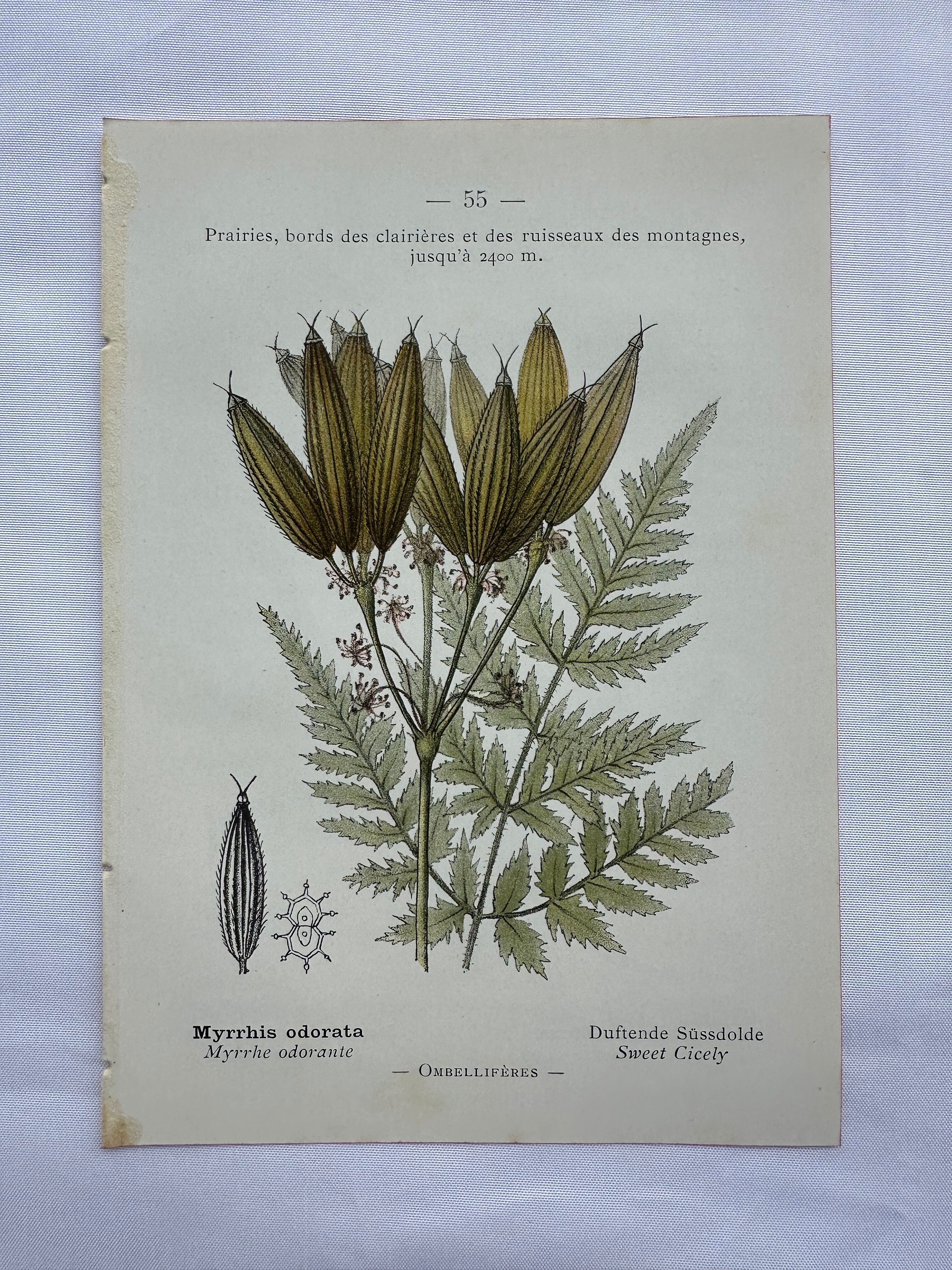 Naturalist plate lithograph old flowers