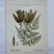 Naturalist plate lithograph old flowers