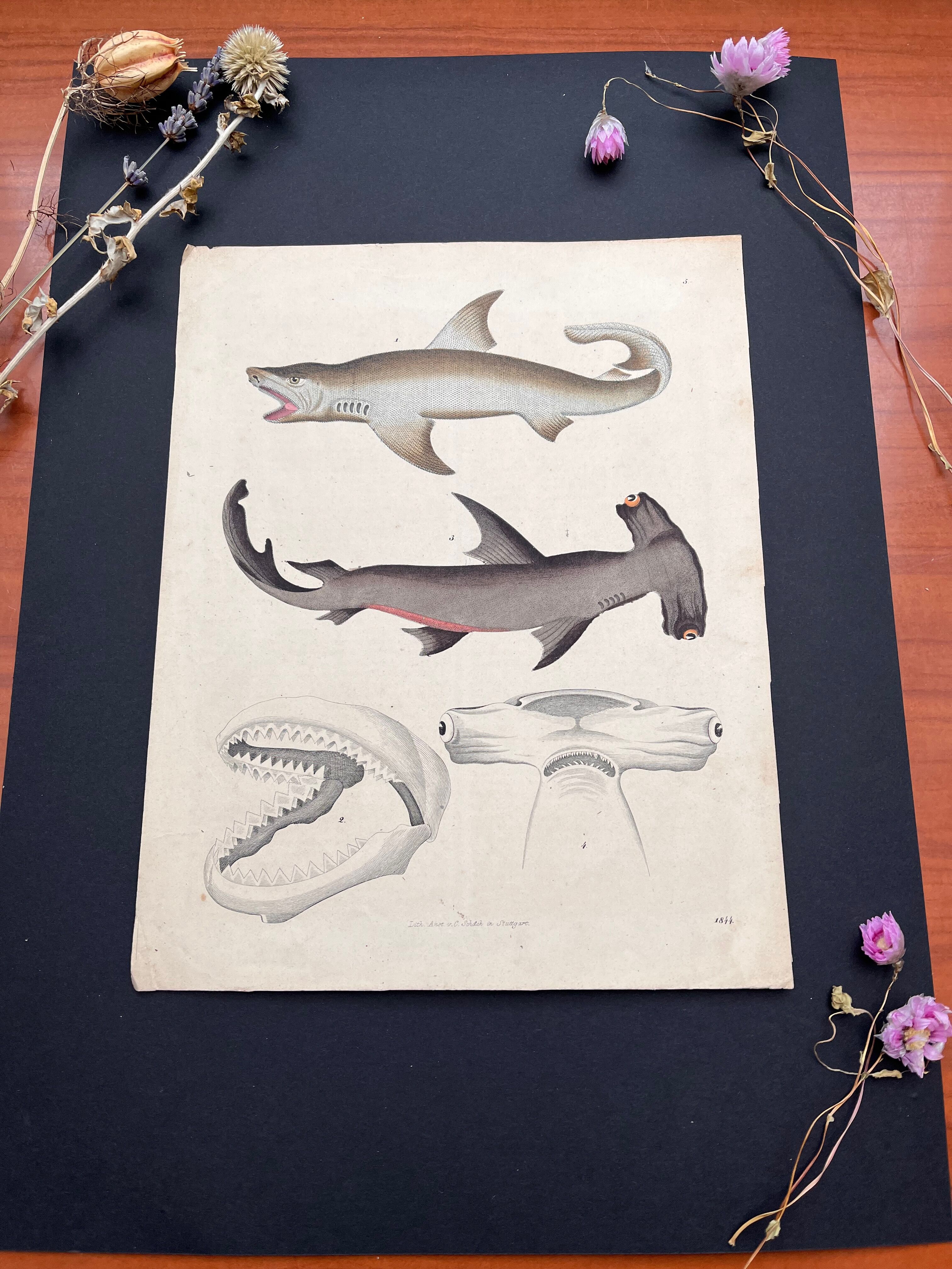 Affiche lithographie requins