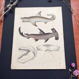 Poster (lithograph) sharks