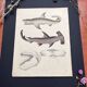 Affiche lithographie requins