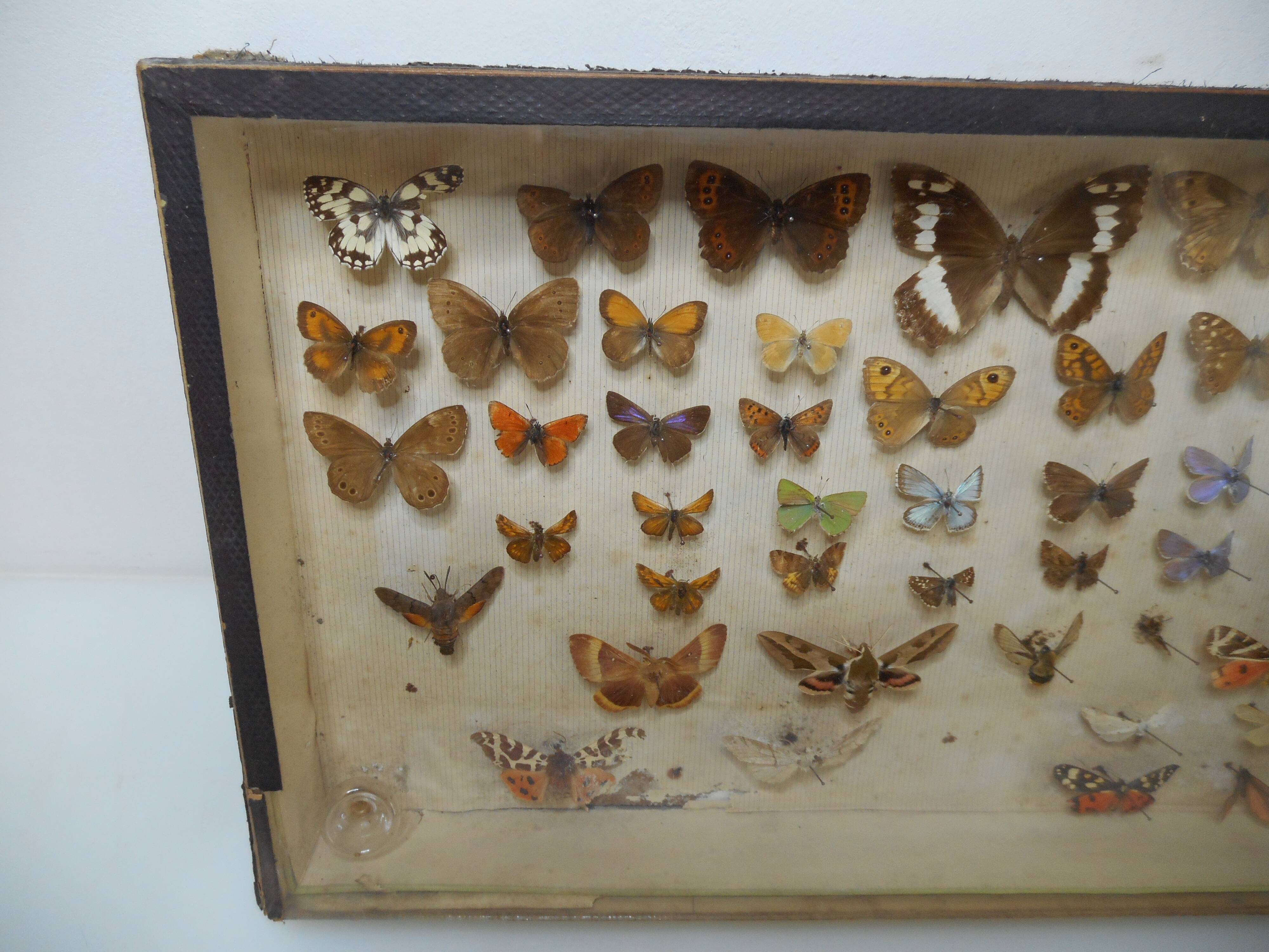 Old butterflies 1920 under glass